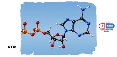 АТФ (аденозинтрифосфат).jpg