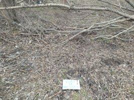 IMG20240429190551.jpg