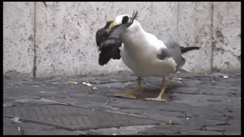 seagul.gif