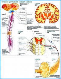 цнс-испр.jpg