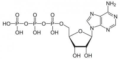 ATP-Structure.jpeg