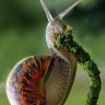 Snailky