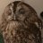 OwlDuke
